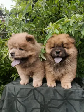 Wzorcowe Chow Chow Czał Czał piękny exterrier rodzice FCI 5