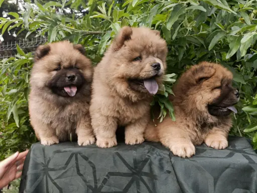 Wzorcowe Chow Chow Czał Czał piękny exterrier rodzice FCI 1