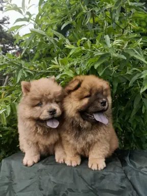 Wzorcowe Chow Chow Czał Czał piękny exterrier rodzice FCI 6