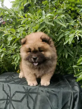 Wzorcowe Chow Chow Czał Czał piękny exterrier rodzice FCI 7
