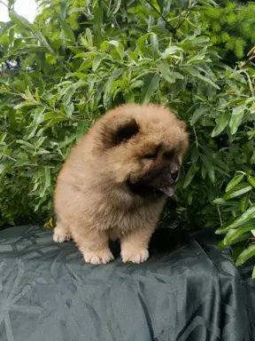 Wzorcowe Chow Chow Czał Czał piękny exterrier rodzice FCI 8