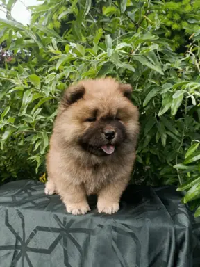 Wzorcowe Chow Chow Czał Czał piękny exterrier rodzice FCI 9
