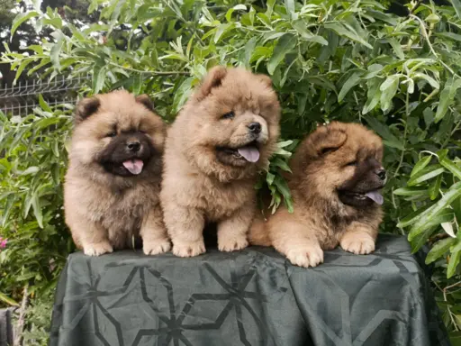Wzorcowe Chow Chow Czał Czał piękny exterrier rodzice FCI 10