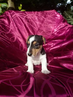 Wzorcowe Jack Russell terrier piękny exterrier gładkie 2