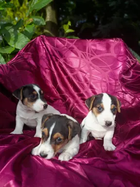 Wzorcowe Jack Russell terrier piękny exterrier gładkie 3