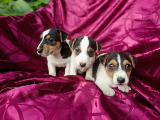 Wzorcowe Jack Russell terrier piękny exterrier gładkie 1