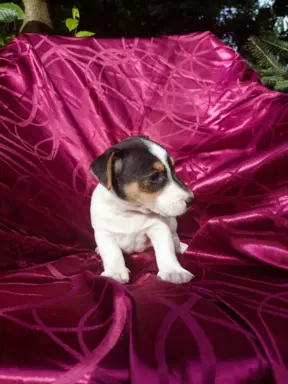 Wzorcowe Jack Russell terrier piękny exterrier gładkie 4
