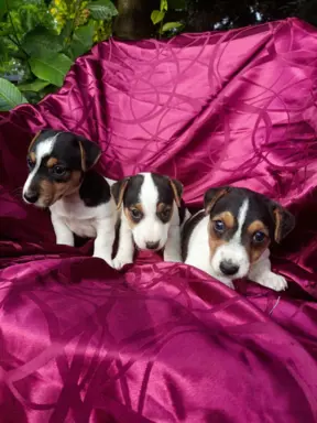 Wzorcowe Jack Russell terrier piękny exterrier gładkie 5