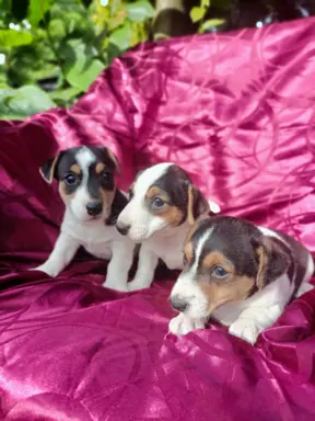 Wzorcowe Jack Russell terrier piękny exterrier gładkie 6