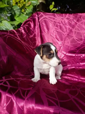 Wzorcowe Jack Russell terrier piękny exterrier gładkie 7