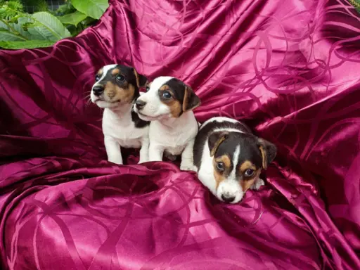 Wzorcowe Jack Russell terrier piękny exterrier gładkie 8