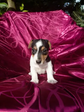Wzorcowe Jack Russell terrier piękny exterrier gładkie 9