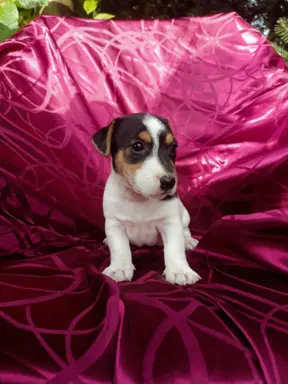 Wzorcowe Jack Russell terrier piękny exterrier gładkie 10