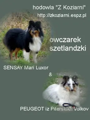 Owczarek szetlandzki piesek bi merle 4