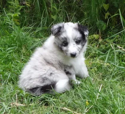 Owczarek szetlandzki piesek bi merle 2