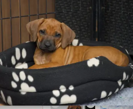 BREGO piesek Rhodesian Ridgeback o wspaniałym charakterze. 1