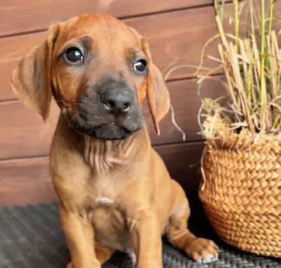 BREGO piesek Rhodesian Ridgeback o wspaniałym charakterze. 3