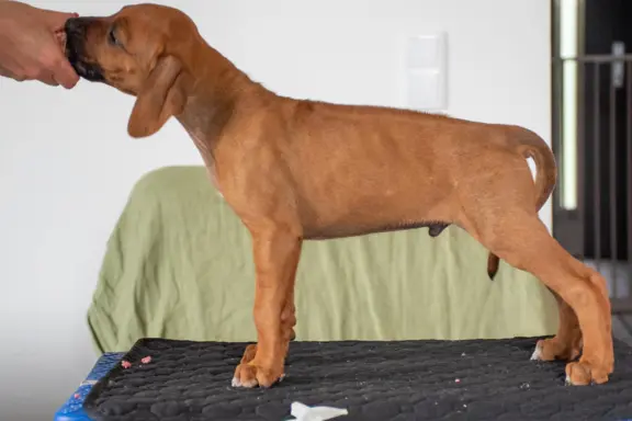 BREGO piesek Rhodesian Ridgeback o wspaniałym charakterze. 2
