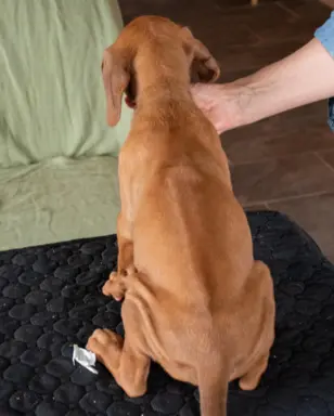 BREGO piesek Rhodesian Ridgeback o wspaniałym charakterze. 4