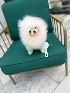 Cudowny Pomeranian szpic mini Herkules boy 1