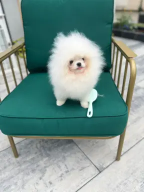 Cudowny Pomeranian szpic mini Herkules boy 2