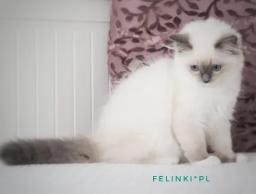 Piękny kocurek Ragdoll 1