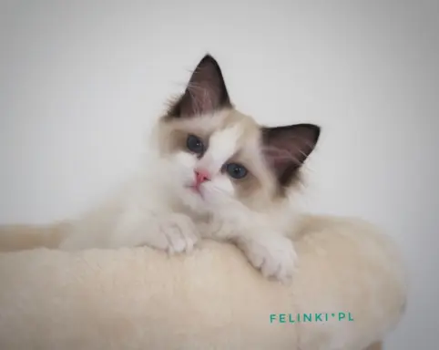 Piękny kocurek Ragdoll 4