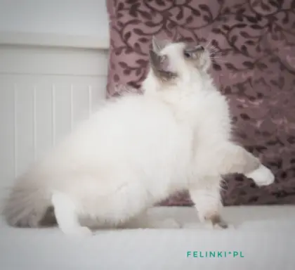 Piękny kocurek Ragdoll 7
