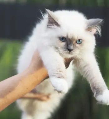 Piękny kocurek Ragdoll 5