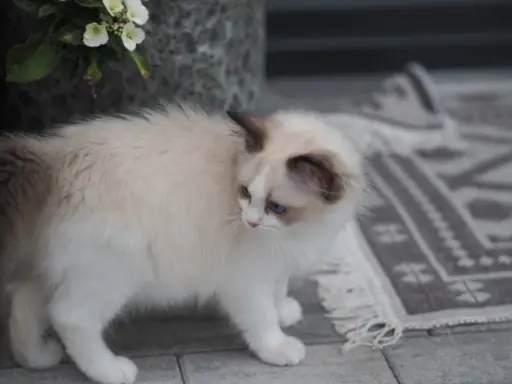 Piękny kocurek Ragdoll 6