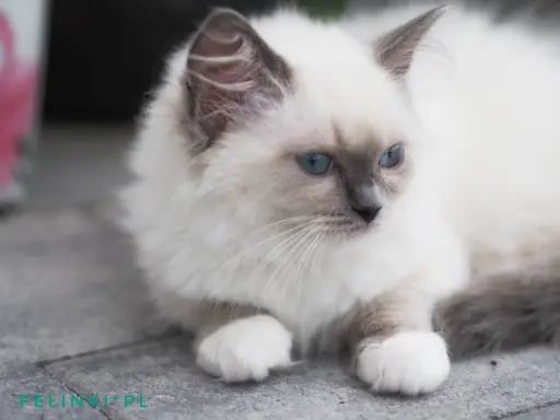 Piękny kocurek Ragdoll 8