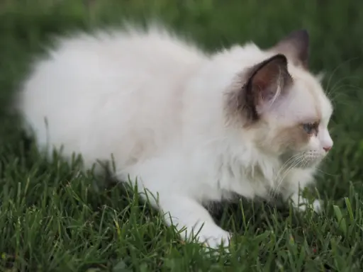 Piękny kocurek Ragdoll 9