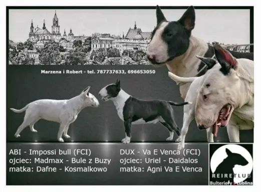 Bulteriery ZKwP / FCI Lublin 1