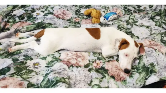 Jack Russell Terrier–wierny,sprytny,gotowy na nowe przygody. 1