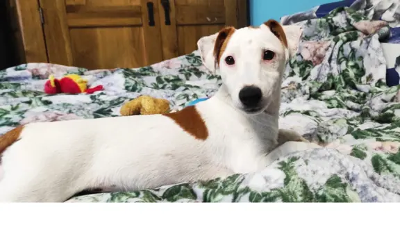 Jack Russell Terrier–wierny,sprytny,gotowy na nowe przygody. 2