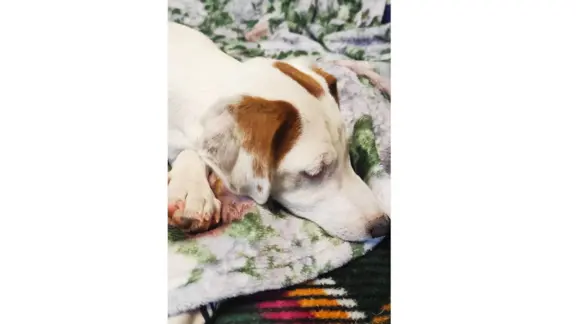Jack Russell Terrier–wierny,sprytny,gotowy na nowe przygody. 4
