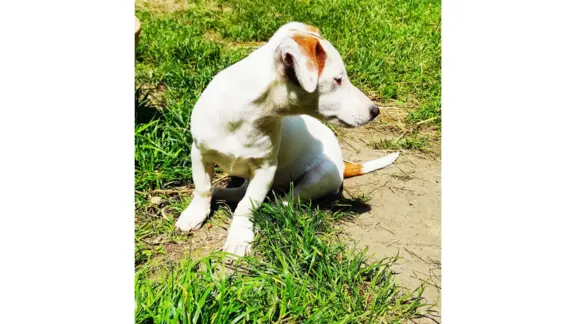 Jack Russell Terrier–wierny,sprytny,gotowy na nowe przygody. 5