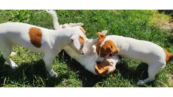 Jack Russell Terrier–wierny,sprytny,gotowy na nowe przygody. 6