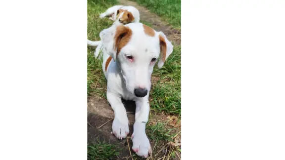 Jack Russell Terrier–wierny,sprytny,gotowy na nowe przygody. 7