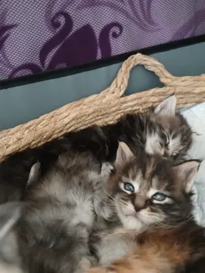 Śliczne Kotki Maine Coon 1