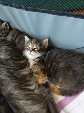 Śliczne Kotki Maine Coon 2