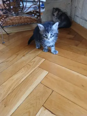 Śliczne Kotki Maine Coon 3