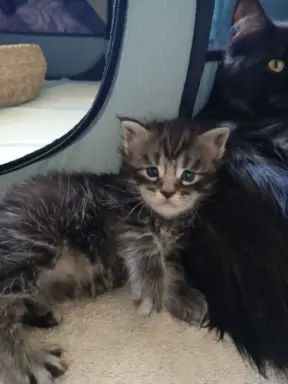 Śliczne Kotki Maine Coon 5