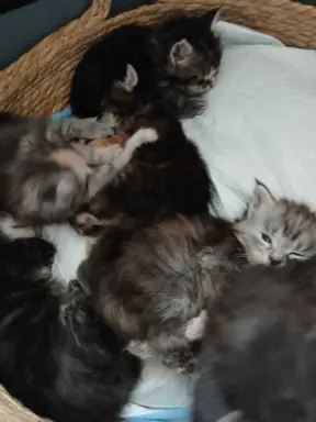 Śliczne Kotki Maine Coon 6