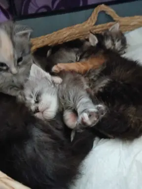 Śliczne Kotki Maine Coon 7