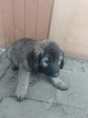 Szczenięta owczarka kaukazkiego 2