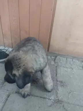 Szczenięta owczarka kaukazkiego 3