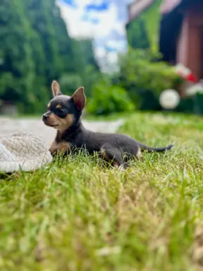 Rosyjski Toy krótkowłosy niebieski -podpalany  piesek 2