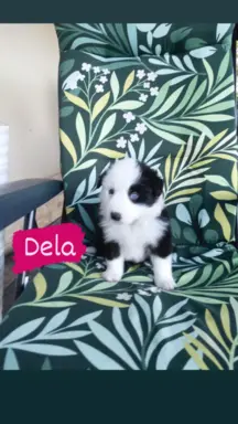 Rasowa suczka z pełną dokumentacja 1