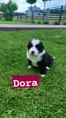 Rasowa suczka z pełną dokumentacja 3